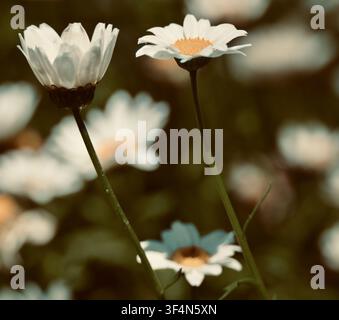 Daisies Up Stock Photo