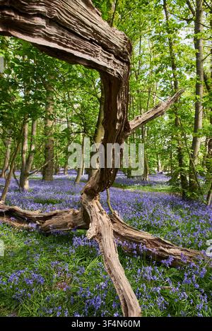 Vertical view of a gnarled, twisted fallen tree branch rising out of a vibrant carpet of blooming bluebells in a beech wood. Stock Photo