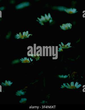Daisies in the dark Stock Photo