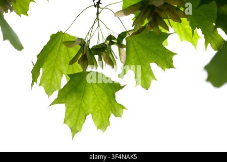 Backlit green maple leaves and clusters of samara seeds hang against a bright clean white background, highlighting translucent veins, fresh spring fol Stock Photo
