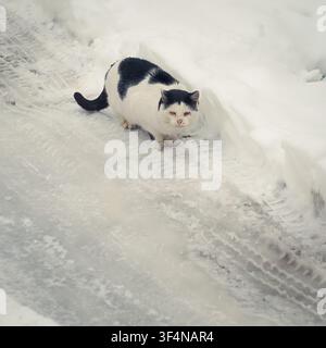A black and white cat cautiously walks through fresh snow on a winter day Stock Photo