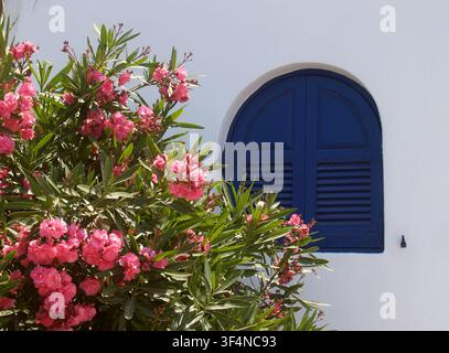 Close-up of a pink oleander tree next to a blue arched wooden window in a traditional whitewashed wall on the island of Santorini, Greece Stock Photo