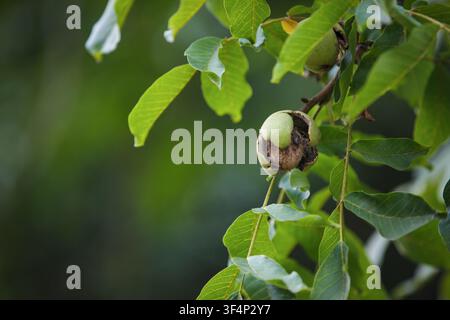 A mature brown walnut opening out of its green pericarp shell on a leafy tree branch during the autumn harvest season in soft natural light. Stock Photo