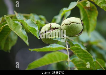 Two mature brown walnuts opening from their cracked green pericarp husks on a leafy tree branch during the autumn harvest season in soft daylight. Stock Photo