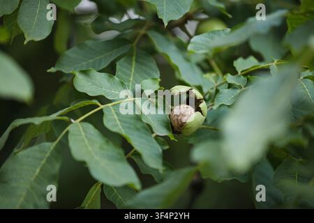 A single mature brown walnut bursts from its cracked green pericarp husk on a lush leafy tree branch during the autumn harvest season in an organic or Stock Photo