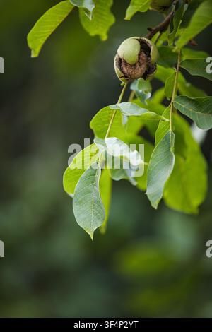 A vertical photograph captures a single brown walnut bursting from its splitting green husk on a leafy branch against a blurred green background in na Stock Photo