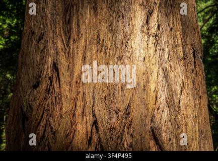 Natural bark texture on a giant coast redwood tree within Muir Woods National Monument in the forested hills of Marin County California. Stock Photo