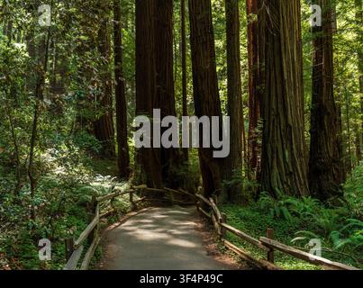 A peaceful walking trail winds through the majestic old growth redwood trees found within the verdant landscape of Muir Woods National Monument. Stock Photo