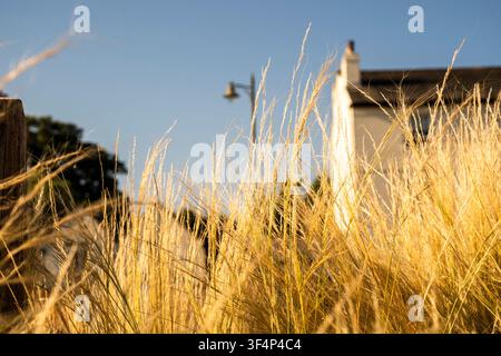 Golden ornamental grass in warm sunlight with a blurred house and lamppost in the background. Stock Photo
