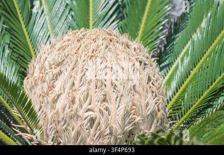 Closeup of a female sago palm cone surrounded by green feathery fronds in bright natural daylight Stock Photo