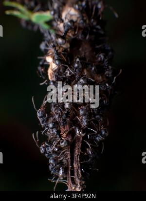 Macro Close Up Ant Colony on Tree Branch. ideal for insect behavior, wildlife ecology, forest nature, social insects Stock Photo