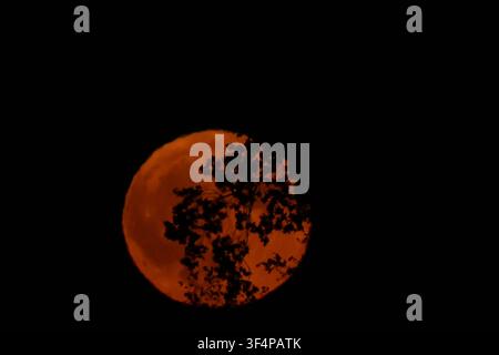 Full Blood Moon Rises Over Switzerland SWITZERLAND July 29, 2026: A full blood moon rises behind the silhouette of a tree branch against a dark night sky in Switzerland during a lunar event on July 29, 2026. The reddish appearance of the moon creates a striking view of the celestial phenomenon. Fribourg Switzerland Copyright: x xYasinxKobulanx/xJNAxPressx Stock Photo