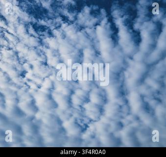 A beautiful sky texture filled with patterned, ripple-like white altocumulus clouds stretching across a bright blue sky. Stock Photo
