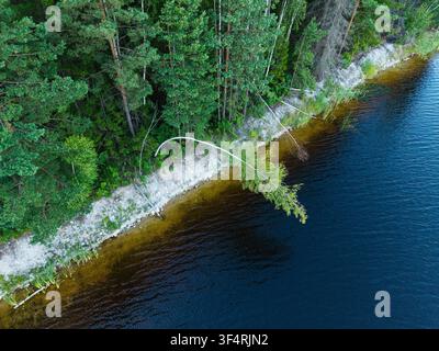 Aerial view of the Kalnciems Dolomite Quarry shoreline featuring a dense pine forest and a fallen tree extending over the dark water in Valgunde, Jelg Stock Photo