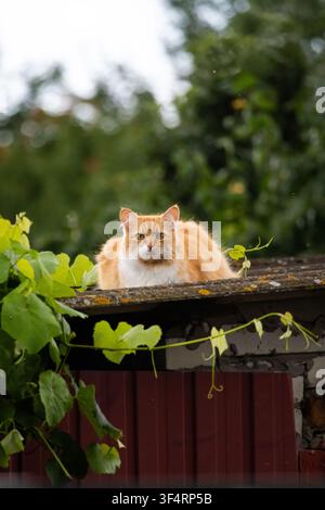 Orange tabby cat sits high on a shed roof against blurred trees the composed pose and neat whiskers creating a classic vertical portrait filled with s Stock Photo