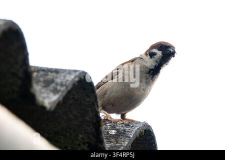 A garden sparrow grips the roof edge showing brown feathers and a bold bib. Soft light and open sky create a neat uncluttered frame as the tiny bird w Stock Photo