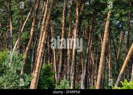 Slender pine trunks tilt and rise in rhythmic lines within a sunlit forest creating a natural pattern of warm bark soft shadows and green crowns that Stock Photo
