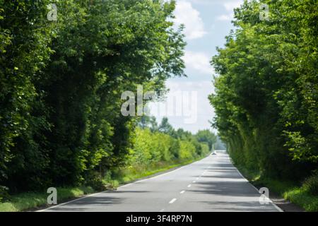 Tree lined avenue frames a straight rural road under warm summer light. Lush foliage forms a gentle tunnel as the empty roadway stretches into the dis Stock Photo