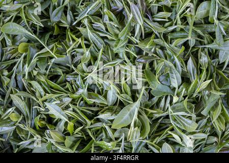 A close-up view of freshly picked tea leaves at a tea plantation near Palampur, Himachal Pradesh, India, Stock Photo