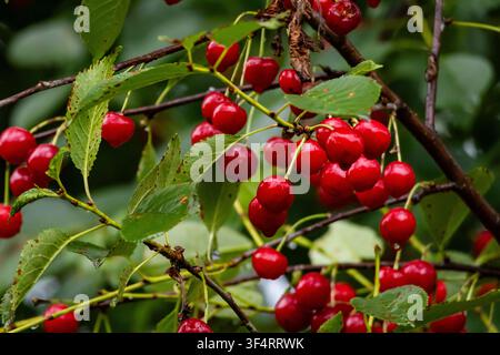 Bright red cherries cluster on leafy branches after a summer shower. Glossy fruit and fresh green leaves fill the frame with rich color while droplets Stock Photo