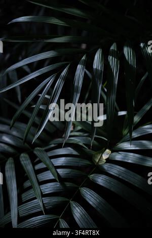 View of lush green palm leaves with deep shadows and natural light in Dee Why, New South Wales, Australia. Stock Photo
