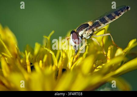 Gewöhnliche Langbauchschwebfliege  Sphaerophoria scripta . Gewöhnliche Langbauchschwebfliege  Sphaerophoria scripta . 20260713MIC0283 *** Common Long-bellied Hoverfly, Sphaerophoria scripta Common Long-bellied Hoverfly, Sphaerophoria scripta 20260713MIC0283 Stock Photo