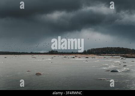 View of Vormsi island coastline with a large flock of birds flying over the rocky sea under a dark, stormy, overcast sky in Laane County, Estonia. Stock Photo