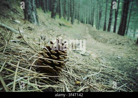 a pine cone on a path through a pine forest of Etna Park, Sicily, Italy Stock Photo