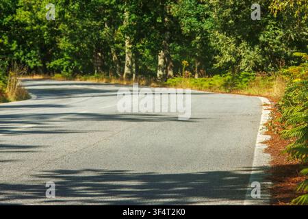 An empty asphalt country road gently curving through a lush green forest with natural shadows on the pavement. Stock Photo