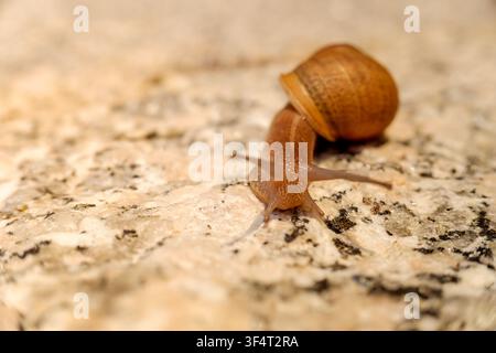 Snail slowly crawling on textured stone surface Stock Photo