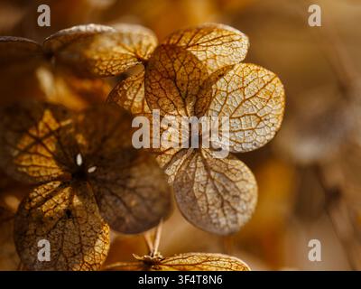 Macro shot of dried hydrangea flower petals backlit by warm golden sunlight showing delicate vein texture in autumn, close-up nature background. Stock Photo