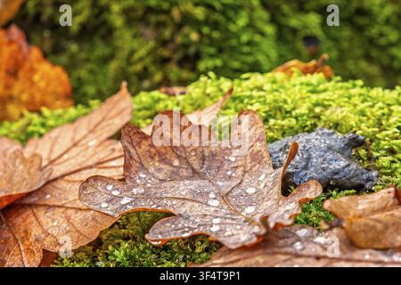 Fallen oak leaves rest on bright green moss, covered with small droplets of moisture in autumn Stock Photo