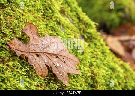 Close up at a fallen oak leaf with visible veins and small water droplets lies on a bed of green moss in autumn Stock Photo