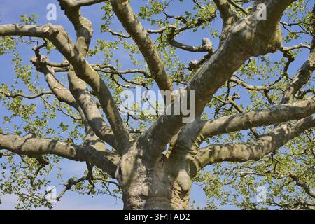 Sycamore (Platanus sp.) in spring, Radolfzell on Lake Constance, Baden-Wuerttemberg, Germany Stock Photo