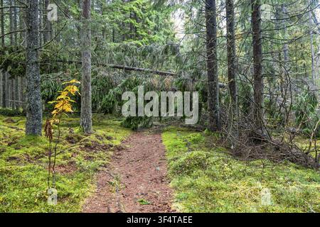 Fallen trees blocking the forest path after a storm in a spruce forest in autumn Stock Photo