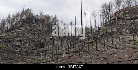 Barren hill with burnt, dead trees under grey sky, destruction after forest fire 2022, Hrensko, Bohemian Switzerland National Park, Czech Republic Stock Photo