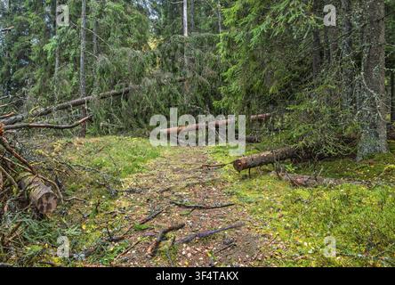 Fallen spruce trees blocking the forest path after a storm in a coniferous forest Stock Photo