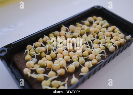 Yellowish-green pea sprouts with white roots emerge from a dark growing medium in a black plastic container on a white surface. Stock Photo