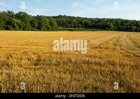 Harvested golden wheat field stubble with curved rows in summer. Stock Photo