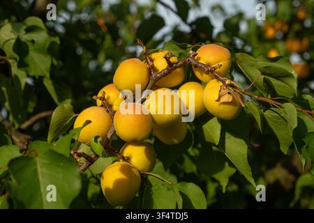 Close-up of fresh apricots ripening on thin tree branches before harvest. Stock Photo