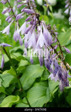 Purple hosta flowers hanging from a tall stem, covered in raindrops. The soft lighting and wet petals create a quiet and fresh summer garden scene. Gr Stock Photo