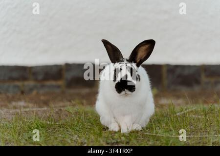 A black and white spotted rabbit sitting on grass against a white wall Stock Photo