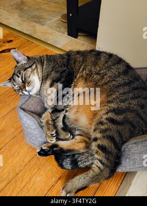 Funny cat moment: chubby tabby cat falls out of its favorite pet bed after no longer fitting inside Stock Photo
