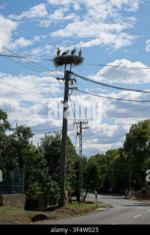 A village street with a high power pole supporting a large stork nest with four white storks under a partly cloudy blue summer sky Stock Photo