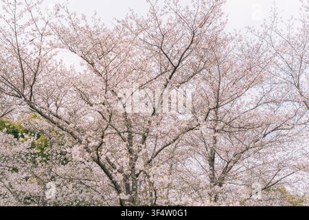 Cherry blossom branches spreading against a hazy sky, Gucun Park, Shanghai Stock Photo