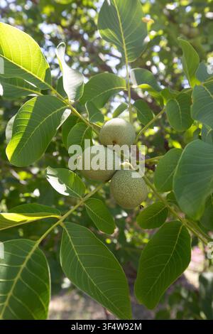 Close up of green walnuts growing on tree branch with leaves Stock Photo