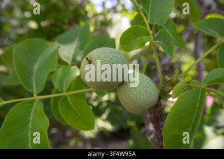 Close up of green walnuts growing on tree branch with leaves Stock Photo