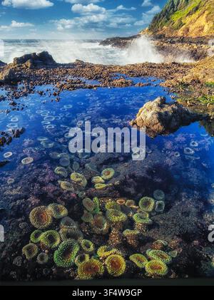 Sea anemones at Cape Perpetua, Oregon Stock Photo