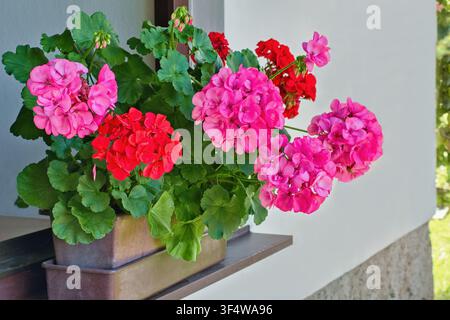 Richly blooming geranium flowers on the windows Stock Photo