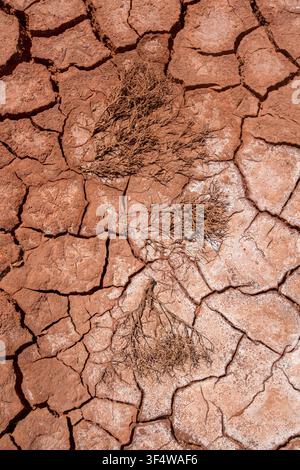 Top view of dead dry bush branches on cracked clay soil pattern representing desertification and drought Stock Photo